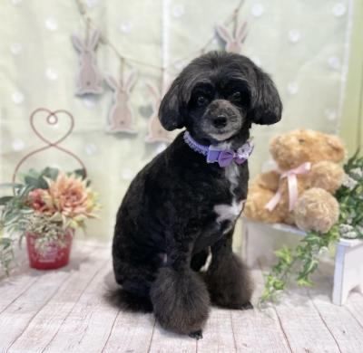 ��ǥ뤵��ݡ�����ǵ��������