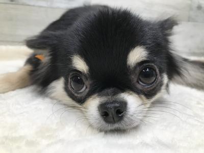 ���ܸ����������դη��⤯���