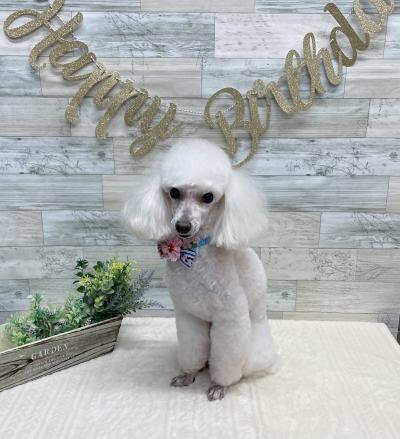 ����������ߥ饤�����