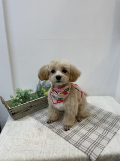 �ޤ��ޤ��Ť���˷���󤪤Ϥ�������