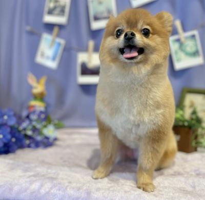 �˥��˥���������