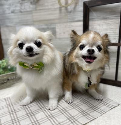 �դ������餷�����