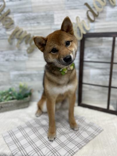 �Хå��ꥫ������������������