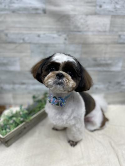 ���äȤ�ͥ�������������Τ��������