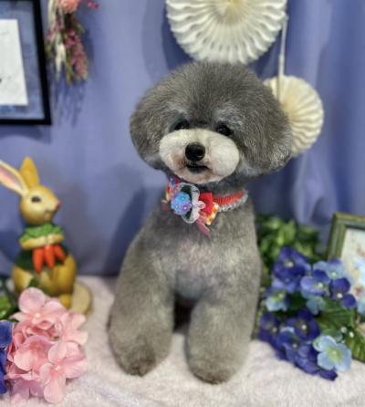 �Ť���˷�ʥ�������