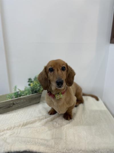 �������äѤ�����ߥ���ߤ����