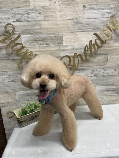 �д餬��Ũ�ʥܥ֤����