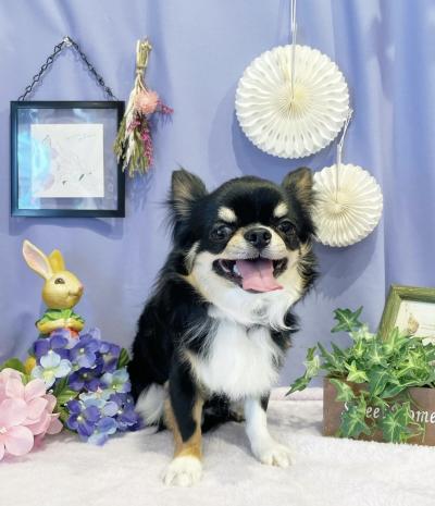 �ȤäƤ⤪��������ޥ������