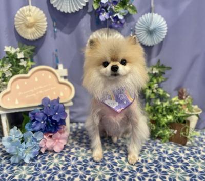 ���Ĥ⤪��������Υ������������