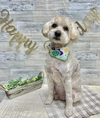 ������繥���쥪�󤯤��