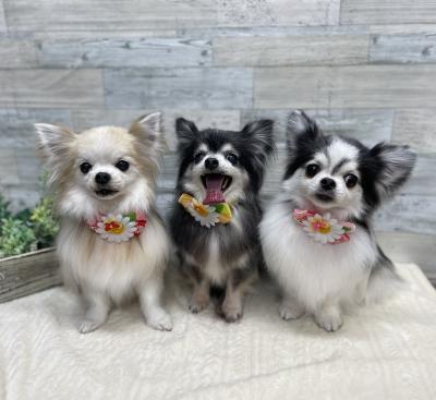 �����Υ��������󥯥쥢���������륷��������