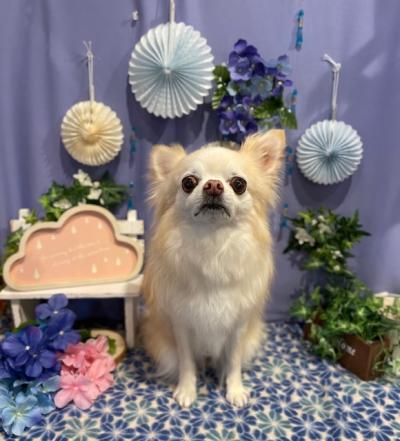 �Ͳ��ä����Ƹ������äѤ��Τ��������