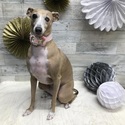 ����������Τ��Ӥ�����