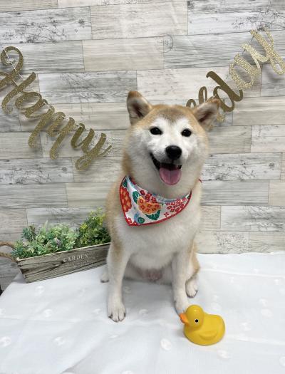 ��������ͤ���ڤ�����