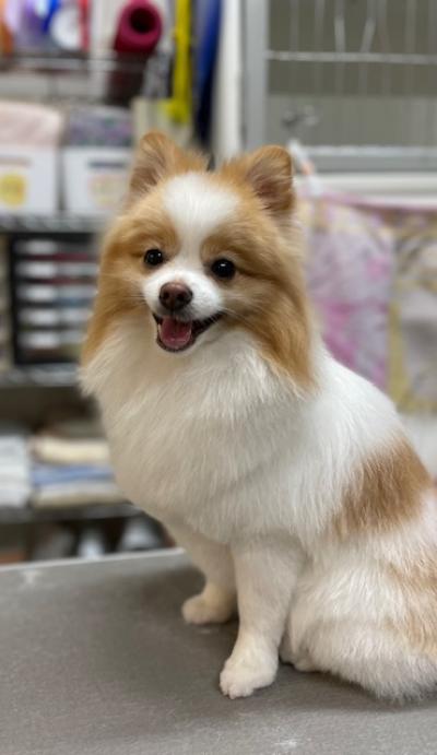 �Х����顼�Υݥ��˥�����椭��������