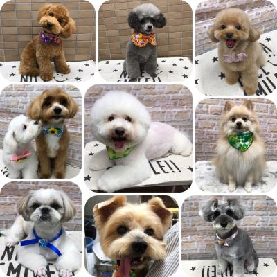 12·îǯËö¥È¥ê¥ß¥ó¥°¤Î¤´Í½Ìó¼õÉÕÃæ¡ù